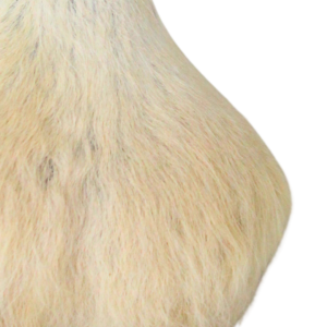 71940 Close Up Of Muscle Roo Scrotum Keychain Fur