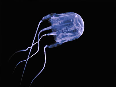Box Jellyfish Facts