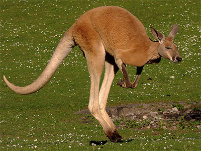 10 AMAZING Australian Animal Facts | Australia the Gift | Australia the  Gift | Australia's No. 1 Souvenirs & Gift Store