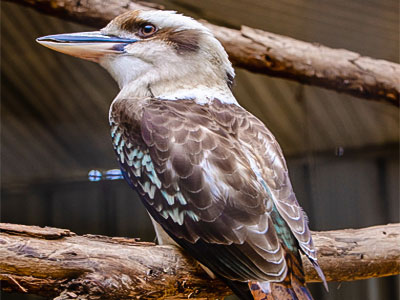 Kookaburra Facts