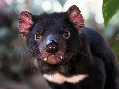 Tasmanian Devil Facts
